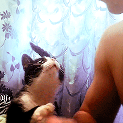 dartranna-alurath:  missharpersworld:  oddhour: cat asking for a pet   what a sweetie  AWWWWWWWWWWW  I want a cat like this. :3