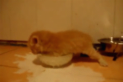 captainclassycunts:  vegannvagina:  babyferaligator:  dumbass  Infomercial Kitten  Have you ever wanted to get a sip of milk and it just don’t go your way?   This made me happy and sad at the same time