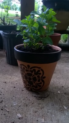 Sweet mint in a pot I painted. The stenciling is smudged but from a distance it looks pretty (X)