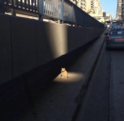 darkforestwarriors:  masterpost of cats who have a side quest for you   side quests givers? bitch those are prophets or holy warriors chosen by the gods or some shit!