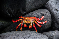 stickysheep:  trynottodrown:  Sally Lightfoot Crab-Grapsus grapsus is a typically shaped crab, with five pairs of legs, the front two bearing small, blocky, symmetrical chelae. The other legs are broad and flat, with only the tips touching the substrate.
