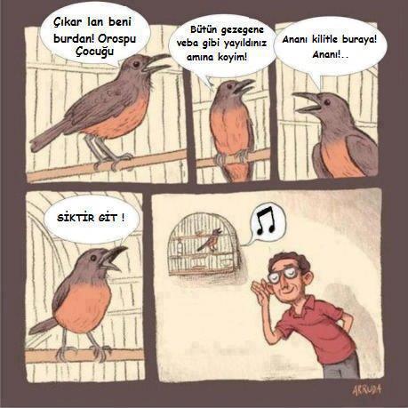 Song bird