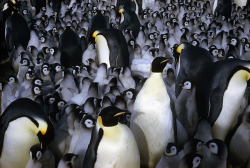 natgeofound:  Emperor penguin chicks huddle for warmth with other chicks and adults in Antartica, September 1963.Photograph by Frank Kazukaitis, National Geographic 