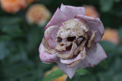 velustrius:   The Death Rose (Rosa calvaria) is a rare and mysterious plant species. Beautiful when blooming, the buds form skull like faces when wilting. Biologists still don’t understand how the Death Rose forms these shocking designs as they are