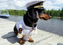 gadgetsmonster:  celebritydachshund:  Introducing Captain Crusoe – sailor of the seven seas, slayer of sea monsters, seducer of sexy mermaids, and likely the cutest nautical wiener you’ve even seen. Read the full blog post &amp; see all the pics here: htt