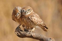 becausebirds:  Owl always love you. 