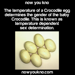 nowyoukno:  Source for more facts follow NowYouKno   &hellip;What if Seeker eggs were like this? Like the warmth supplied to the eggs determines whether  the sparkling is a femme or a mech. Seeker sires and carriers go about fussing over how long to