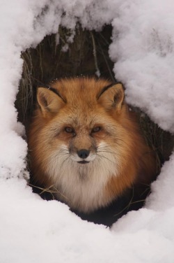 Warm winter den (Red Fox)