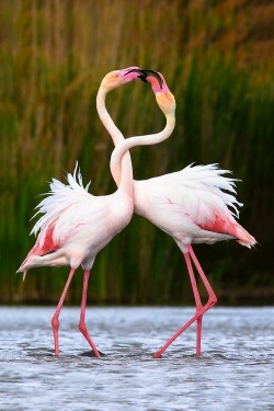 I get all twisted over you (Flamingos)