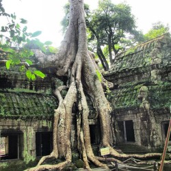 wheredoyoutravel:  Ta Prohm temple at Angkor in Siem Reap, Cambodia. by mementnet // via Instagram http://instagr.am/p/UmbgOqjC6g/