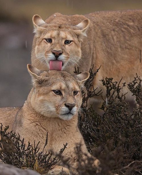 moniquill:wildlife-nature-photo:Cougar (Puma concolor) A cougar licks another cougar. Both are very concerned. 