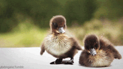 posiprinces:  toboldlysplitinfinitive:   Some ducks because you are sad  thank you they are adorable you’re fab uwu  HE SHOOK HIMSELF SO HARD HE ALMOST FELL OVER  