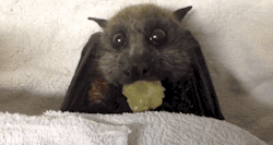 gifsboom:  Flying Fox Bat Happily Stuffs Her Face with Grapes. [video]  OMG TOO ADORABLE!!!! &lt;3