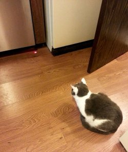 cute-overload:  Dishwasher has red dot to indicate it’s working, my cat waits…..and waits….and waits, yet it never moves.http://cute-overload.tumblr.com  What s it with the red dots!!
