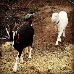 #goats #tanoakpark #mendcino #mendo #moemeatproductions #babiesareallgrownup