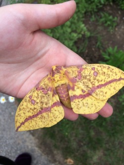 gardenofedencreationkitt:  I found a really cool Imperial Moth earlier today! Put my hand down beside him/her, and it climbed right up.   It’s feet were really weird feeling - kinda sticky, and it’s belly was super soft.   I have pretty small hands,