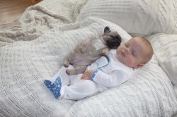 fabooshka:  fornicating:  Cindy Clark, a Pennsylvania-based dog breeder decided to share these images of her then 3-month-old nephew with a few 3-week-old French bulldog puppies.  
