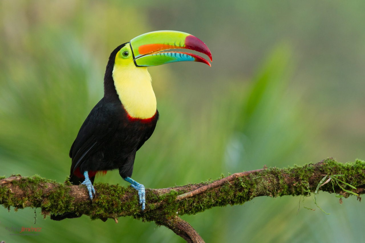 Keel billed toucan hairy fuck picture