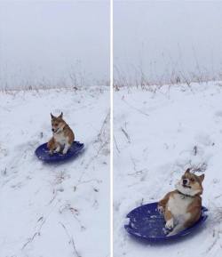 This is my kinda dog sledding. We had a snow day today.