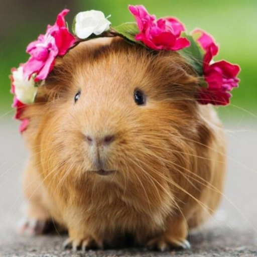 thetalkingguineapig:  ok this is really fucking cute but OMG DON’T DO THAT WHEN SHE’S DRIVING! IT WON’T BE CUTE WHEN YOU CRASH AND DIE!