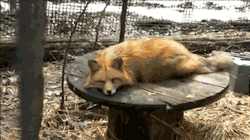 red-velvet996:  abbiegoth:  heatherm00ch:  jordanorsomething:  punkrawkanarkay:  Foxes are weird. They’re like dogcats.  dogcats  STOP  I have a policy to reblog this every time it appears on my dash thank you  i red somewhere that you can have a tame