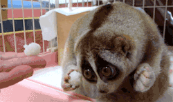 theload:  jinzino:  nncharlesz:Okay, head’s up. This little critter is called a slow loris. NEVER TAKE ONE AS A PET. They’ve experienced a boom in popularity as pets in parts of Asia and then the rest of the world, and this is not okay. Why?A) They’re