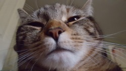Unflattering Cat Selfies