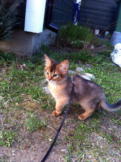 chernobyl-tea-party:  phosphorescentt:  this cat so pretty it has to be on a leash  Mostly nature   shadows-creep-inside-of-me can you imagine trying to put a harness on Jack or Domino haha