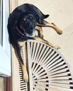 Loves her ☀️☀️    #florida #stpete #tampa #seadog #dogsofinstagram #leilanygrenmarmes #leighbeetravel #babe #muttsofinstagram #suntanning  (at Treasure Island, Florida) https://www.instagram.com/p/ByamMdWpzVX/?igshid=1olfh9efqgldb