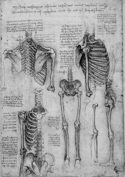 chaosophia218:Anatomical studies and drawings by Leonardo da Vinci.