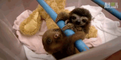  because baby sloths! 