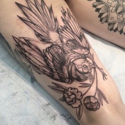 electrictattoos:  nomicheese:  First day at @utility_tattoo !! Put a fun bird on Lucy’s back-of-leg. Tough as heck, this lady. Thanks!  Nomi Chi