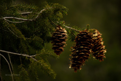 brunomax-photography: I don’t know why, but I like pine cones.   © 2016 Bruno-Max Photography, all rights reserved    