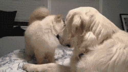 bromancing-the-stone:  aatombomb:  Revenge is rare, but sweet.  You can literally see the dog laughing 
