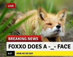everythingfox: The only news that really matters