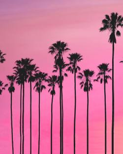 killstarrmusic:  🌴 Take me back to Vice City 🌴 #retro #80s #1980s #palmtrees #miami #vice #city #starrwave #KillstarrDaily 