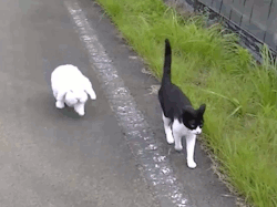 uazjanx:  infinidegree:  jiizzzlle:  victoriatheunicorn:  i think i want to see a cartoon about these guys  Omg.. The way the cat slows down to allow the bun to catch up, probably because it knows how much the bun likes to stop and look at stuff  has