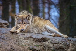 wolveswolves:  By  Stefan Betz   