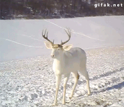 saxypone:  gifak-net:  Wisconsin White Deer Surprised by his own Antlers Shedding   hahahaha what a dumb