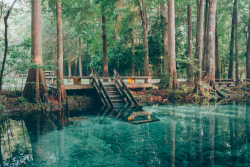 kallifornication:  expressions-of-nature:  by Jason Parker Devils Spring System, Florida  My town. 
