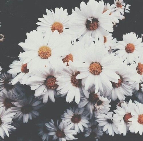 tumblr flowers backgrounds wallpaper  Tumblr  daisies