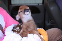 sixpenceee:  This baby deer rescued from the Louisiana floods.  