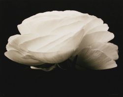 fragrantblossoms:  Denis Brihat,  Gardenia, 1994.