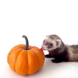 ferret-farm:  Silly ferret doesn’t know that she is a carnivore ferret-farm.com   thinking of pumpkin booty~ &lt; |3′‘