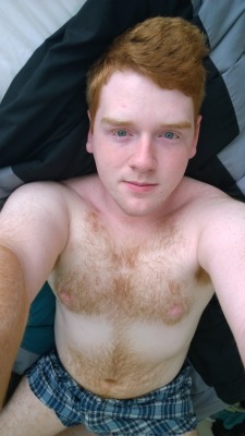 ginger-fur:  hairyshenanigans:  realhousewivesofhighgarden:  I was feeling cute this morning.  Want!!!  Sweet fuck I’d love to rub my ginger cock all over that furry body 