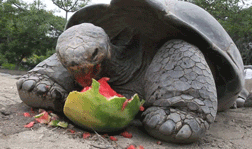 sdzoo:  Even Galapagos tortoises enjoy watermelon in the summer. Watch the full video. 