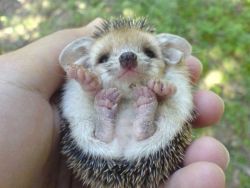 Random cute hedgehog #1.