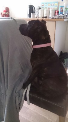 Millie trying out being human&hellip; Don&rsquo;t think shes quite got the concept of a chair yet&hellip;. 