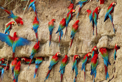 ponybalderdashery:sixpenceee:Red-and-green macaws of the Amazon jungle obtain essential minerals by eating dried clay.I swear if you start this again….X3! So it’s not just goats with mineral cravings&hellip;. :p