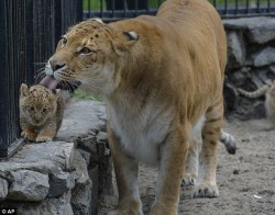 juleyan:  athenadark:  sarahtheheartslayer:  unusuallytypical-blog: A Russian zoo is home to a unique animal - the liger. It is half-lioness, half-tiger. Mother Zita is pictured licking her one month old liliger cub   I DON’T GIVE A SHIT WHAT YOU CALL